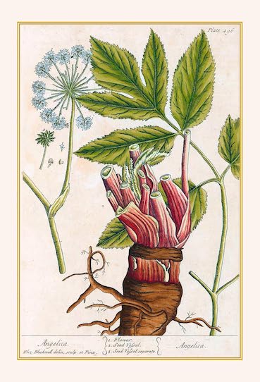 Plantes guérisseuses - 50 cartes botaniques illustrées